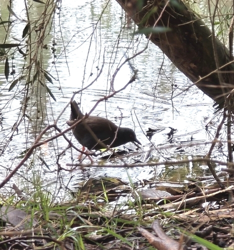 Spotless Crake