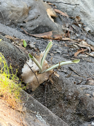 Platycerium veitchii, 2026-08-10