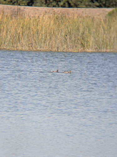 iNaturalist observation photo of Mallard