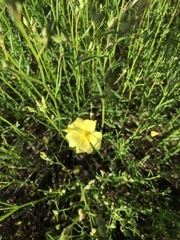 Crocanthemum aldersonii