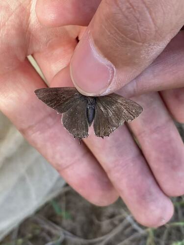 White-letter Hairstreak