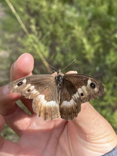Hipparchia autonoe