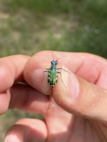 Cicindela transbaicalica