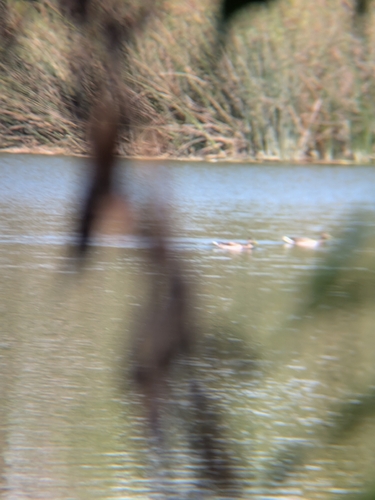 iNaturalist observation photo of Mallard