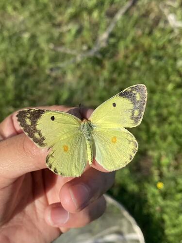 Colias poliographus