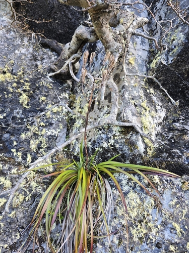 Blandfordia punicea