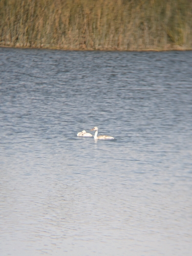 iNaturalist observation photo of Western and Clark's Grebes