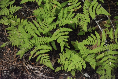 Pacific oak fern