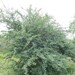 Acacia nilotica