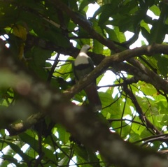 Ptilinopus leclancheri