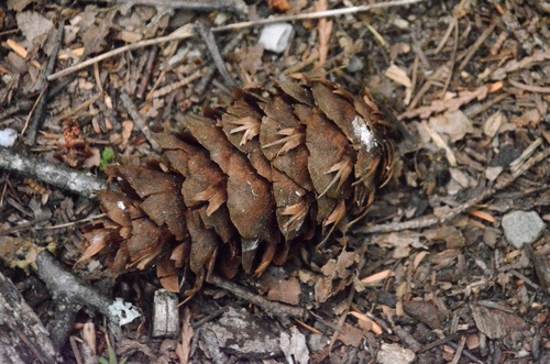Douglas-fir
