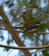 Rhipidura nigritorquis