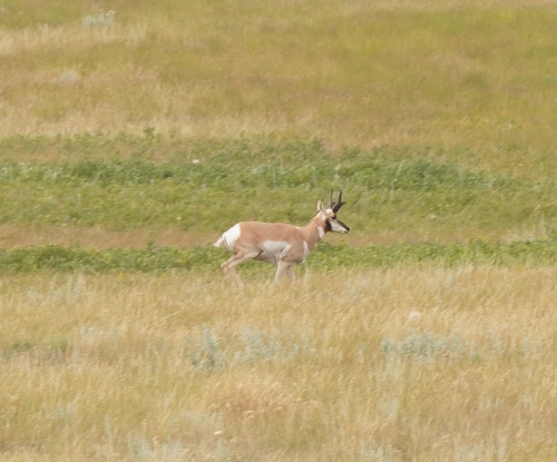 Pronghorn