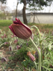Pulsatilla cernua