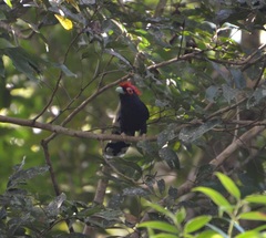 Dasylophus superciliosus