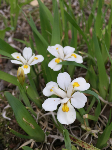 Odaesan iris (Iris odaesanensis)
