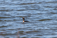 Podiceps auritus cornutus