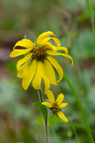 Helianthella quinquenervis, photograph 1