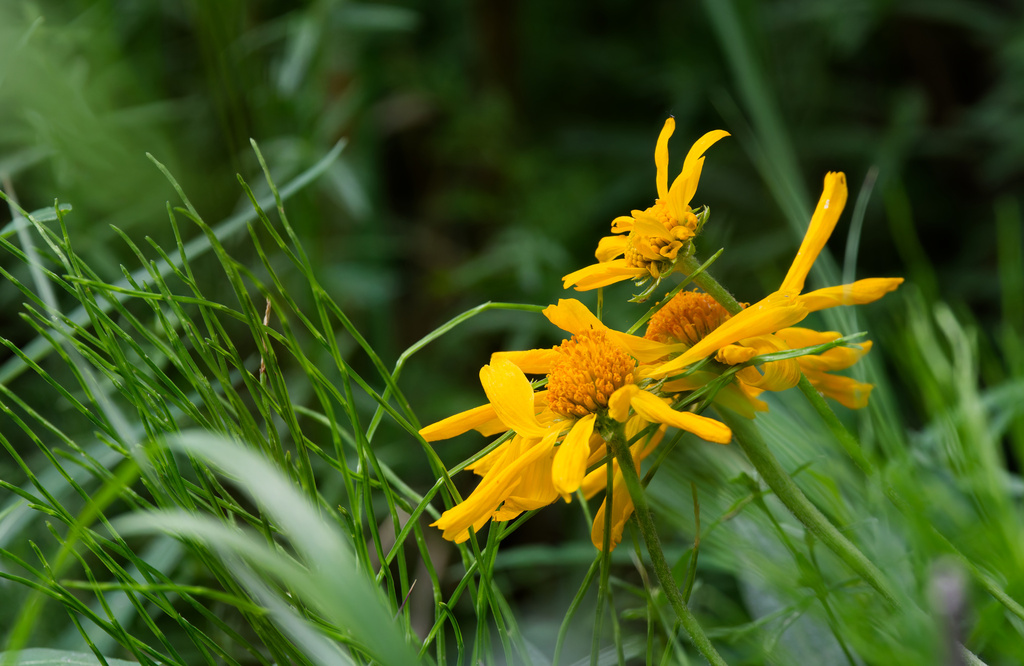 Hymenoxys hoopesii; photograph (c) Daughter Dad, some rights reserved (CC BY)