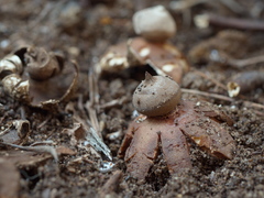 Geastrum tenuipes
