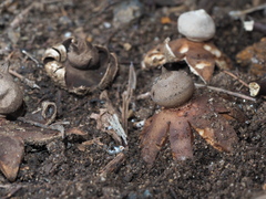 Geastrum tenuipes