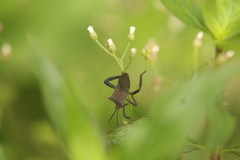 Coreinae