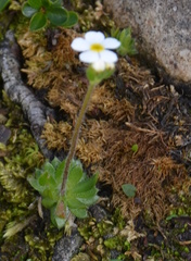 Androsace chamaejasme