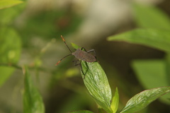 Coreinae