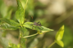 Coreinae