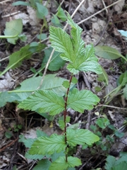 Filipendula ulmaria