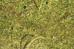Spirodela polyrhiza