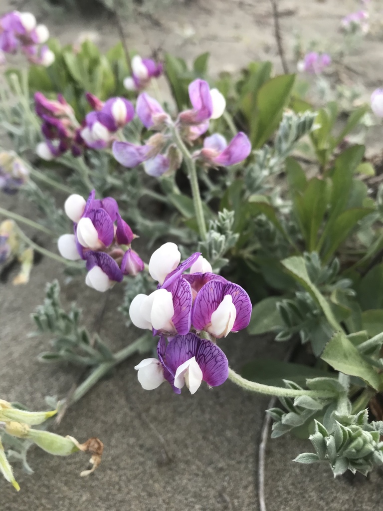 silky beach pea