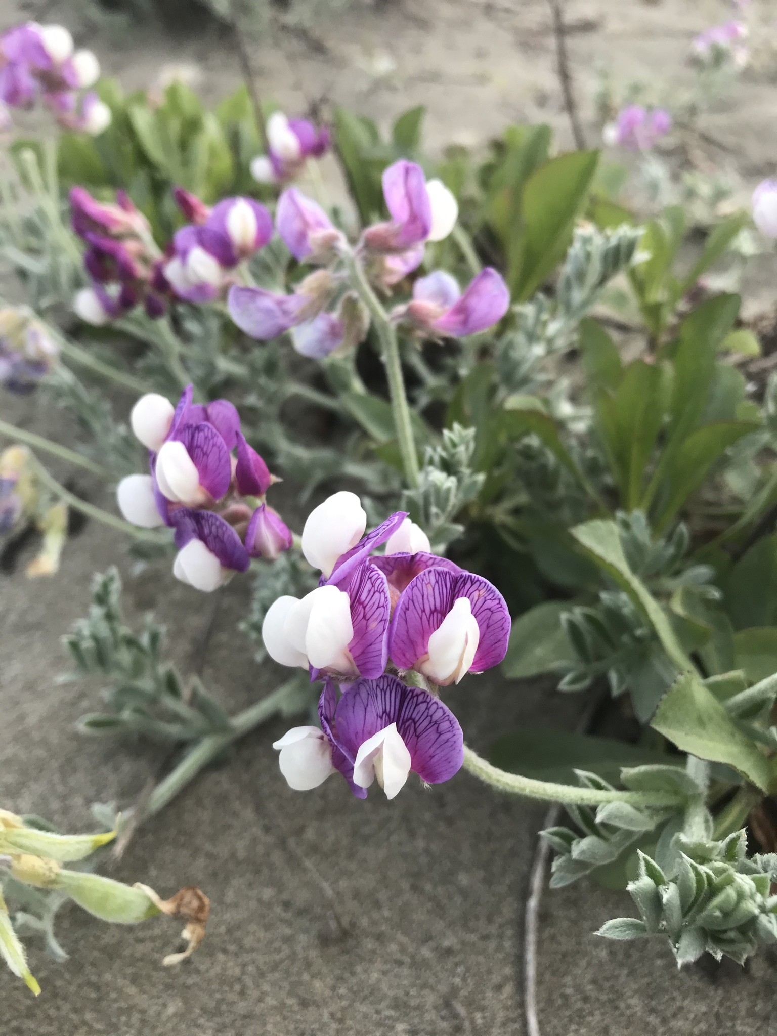Lathyrus littoralis