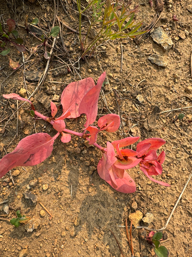 Koenigia davisiae, photograph 6