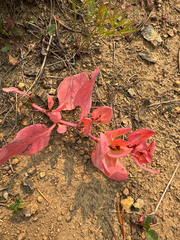 Koenigia davisiae, photograph (c) Michael Paluch, some rights reserved (CC BY)