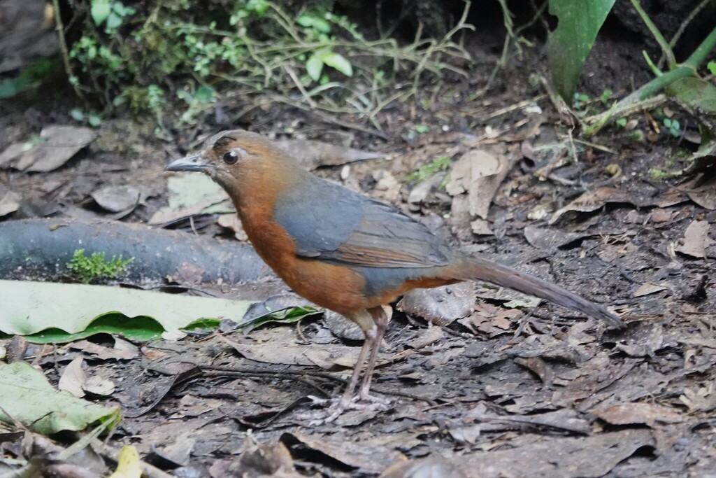 Geomalia (Geomalia heinrichi)