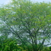 Acacia nilotica