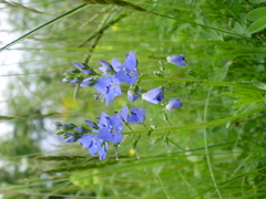 Veronica teucrium
