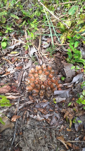Discocactus hartmannii