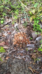 Discocactus hartmannii