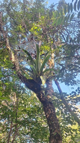 Aechmea bromeliifolia, photograph 4
