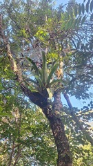 Aechmea bromeliifolia, photograph (c) Vinicius Gerolin Ceballos, some rights reserved (CC BY)