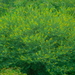 Acacia nilotica