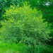 Acacia nilotica