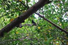 Hypothymis azurea oberholseri