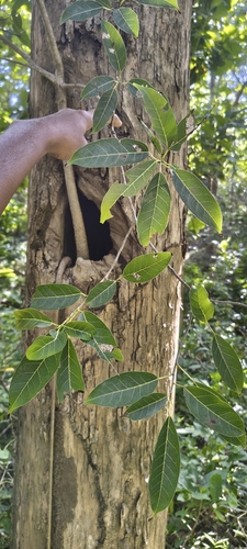 Ficus tsjakela observed 2026-08-10