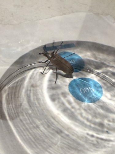 iNaturalist observation photo of Sandalus californicus