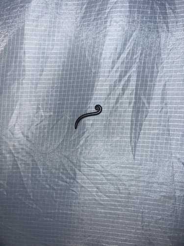 iNaturalist observation photo of Snake Millipedes