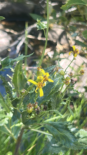 iNaturalist observation photo of Arrowleaf Senecio