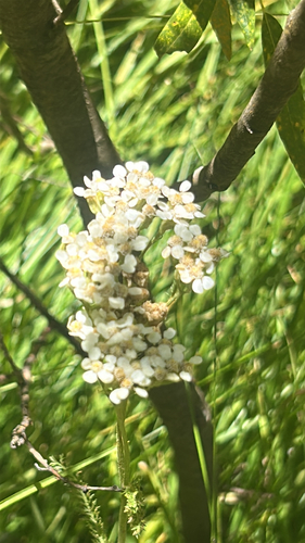 iNaturalist observation photo of Dicots